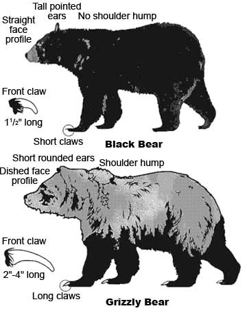 [black_grizzly_bear_comparison_oep4.jpg]
