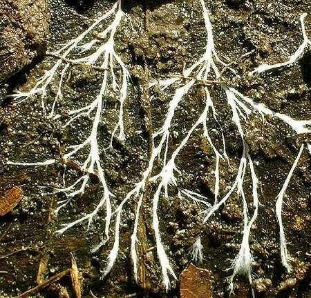 [hyphae5.jpg]