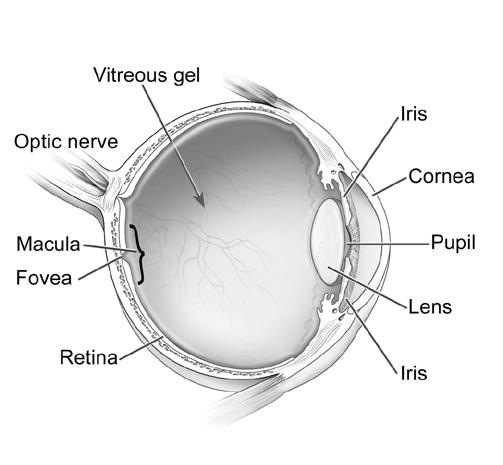 Dragonfly Eye Diagram