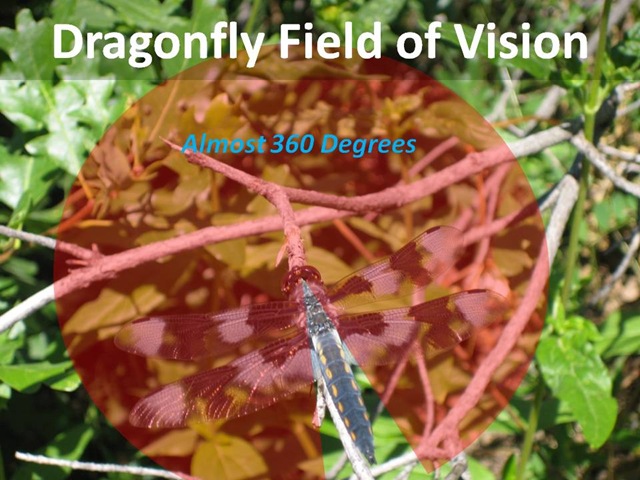 [Dragonfly Field Vision[5].jpg]