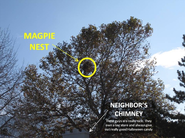 [Magpie Nest1[4].jpg]