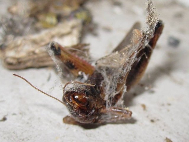 [Cricket1[6].jpg]