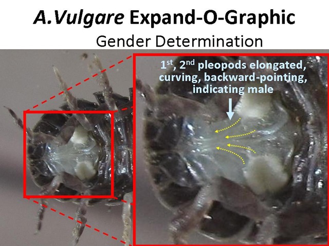 [ExpandO Gender[4].jpg]