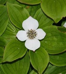 [Bunchberry3[5].jpg]