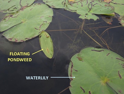 Pondweed Waterlily
