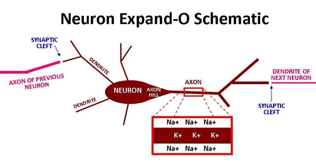 [Neuron Expand-O[4].jpg]