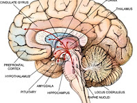 Brain Diagram Brain Diagram