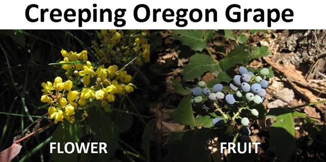 [Oregon Grape compare[4].jpg]