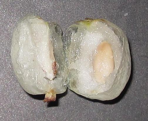 [Snowberry drupe dissect[6].jpg]