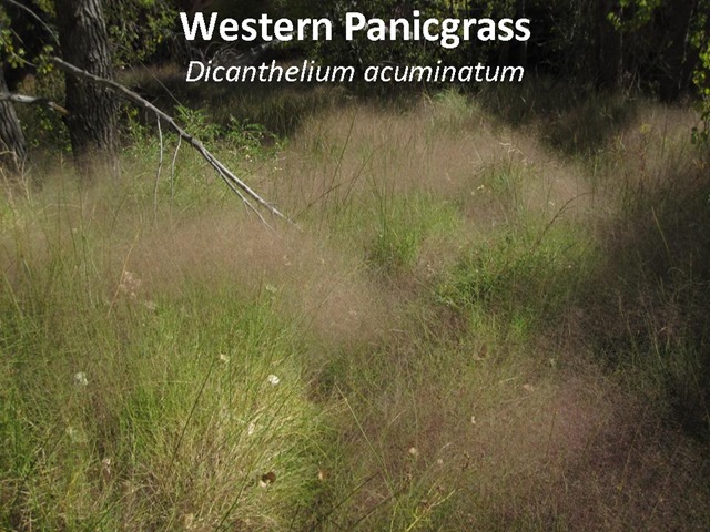 [WPanicgrass caption[5].jpg]
