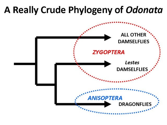 [Odonata Phylogeny[4].jpg]