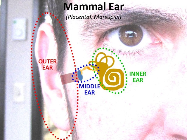 [Mammal Ear1[4].jpg]