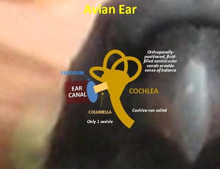 Bird Ear Diagram