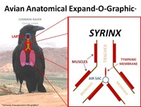 Syrinx Expand-O[9]