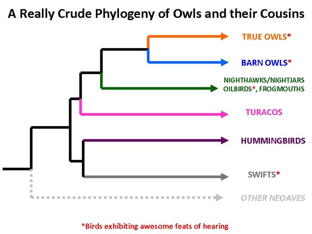 [Owl Phylogeny[4].jpg]
