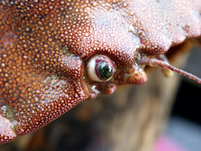 Edible crab closeup