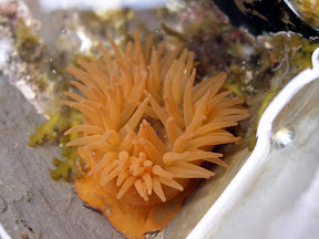 Beadlet anemone