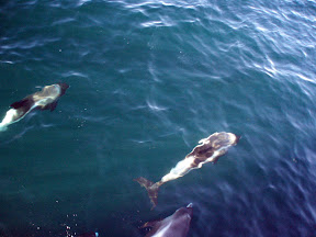 Atlantic White Sided Dolphins passing Fair Isle
