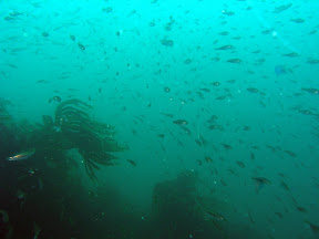 Who said you needed to go to the Red Sea to see fish?