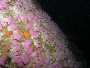 no photoshop....they realy were that colour!