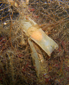 Mermaids purses (dogfish eggs)