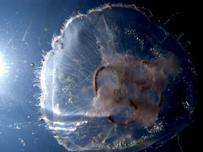 A Co-op Jellyfish