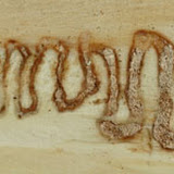 The Emerald Ash Borer destroys Ash trees when the larvae burrow under the bark of trees (DNR photo)