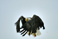 Bald Eagle Days March 7 (photo courtesy Ron Huelse)