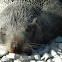 New Zealand fur seal