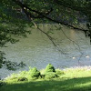 Lake with Geese framed with a tree