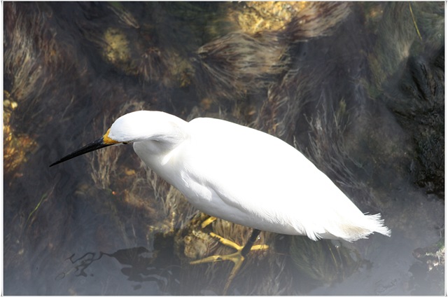 [snowyegret1[4].jpg]