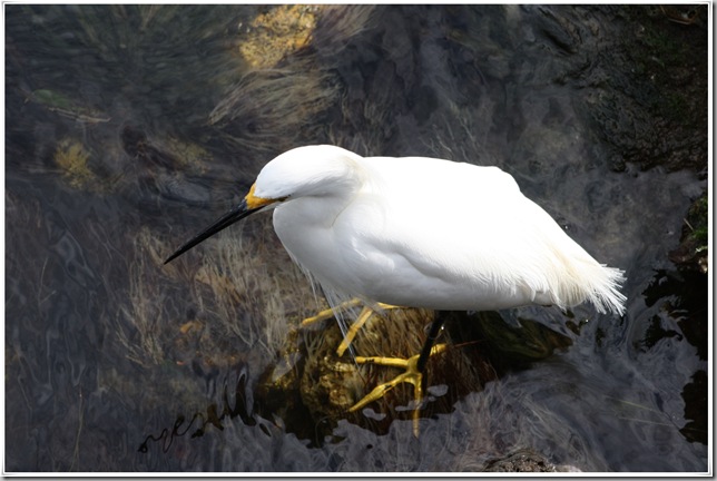 snowyegret