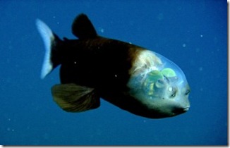 090223-01-fish-transparent-head-barreleye-pictures_big