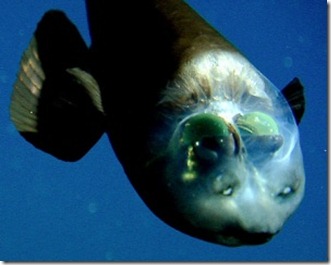 090223-02-fish-transparent-head-barreleye-pictures_big