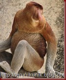 proboscis_monkey