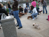 You always know when you're at a Dachshund meet up. All the humans are kneeling.
