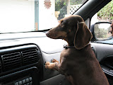 Franzi has to see what Rommel was looking at