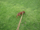 Rommel needs an extra long leash