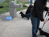 Dachshunds have their own drinking fountain