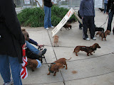 Weiner dogs everywhere