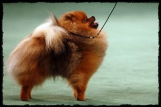 pomeranian-782158