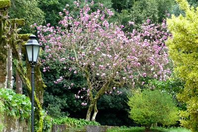 [Buçaco - jardim do palácio - magnólia rosa 2[5].jpg]
