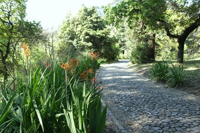 [jardim serralves  - caminho de  flores[4].jpg]