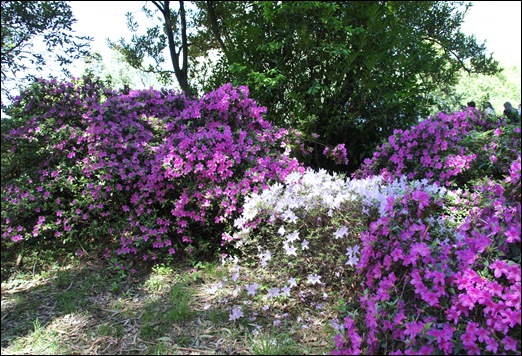 jardim serralves - porto - azaléias 8
