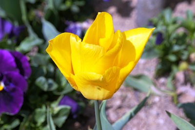 [1.Trancoso -  tulipa amarela 1[3].jpg]