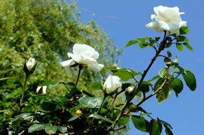 [rosas brancas - Gloria Ishizaka[4].jpg]
