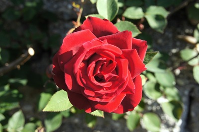 [rosa vermelha 1 - Gloria Ishizaka[4].jpg]