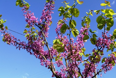 [Linhares - flores 2[4].jpg]