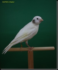 Canarios anillados0003