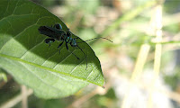 IMG_2981.JPG